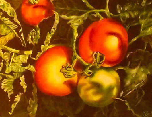 Close-up of ripe and unripe tomatoes on the vine with green leaves.