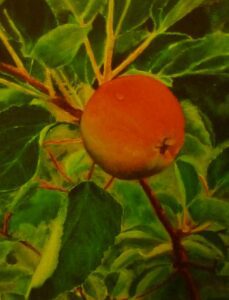 Close-up of a ripe pomegranate on a tree branch with green leaves.