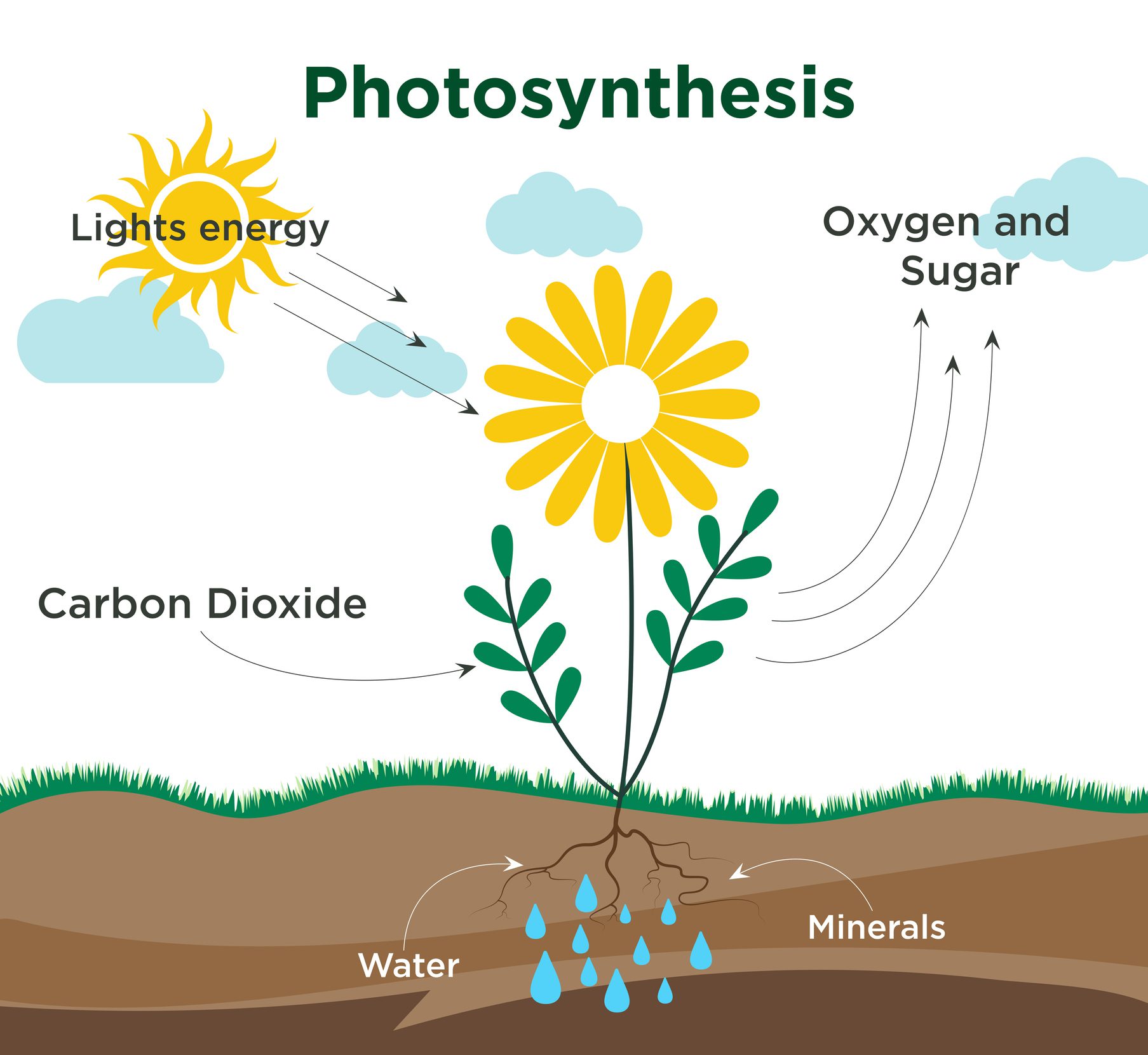 Diagram showing photosynthesis process in a plant.
