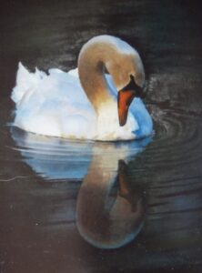A swan gracefully floats on calm water, reflecting its image.